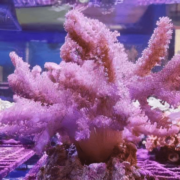 Pussey Soft Coral Cladiella Sp - Real Aquatics