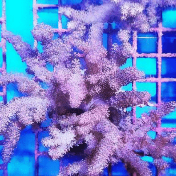 Pussey Soft Coral Cladiella Sp - Real Aquatics