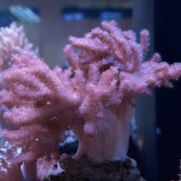 Pussey Soft Coral Cladiella Sp - Real Aquatics