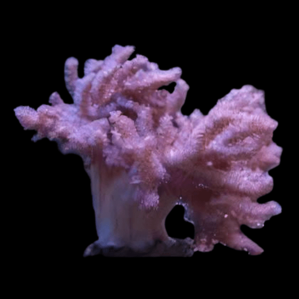 Pussey Soft Coral Cladiella Sp - Real Aquatics