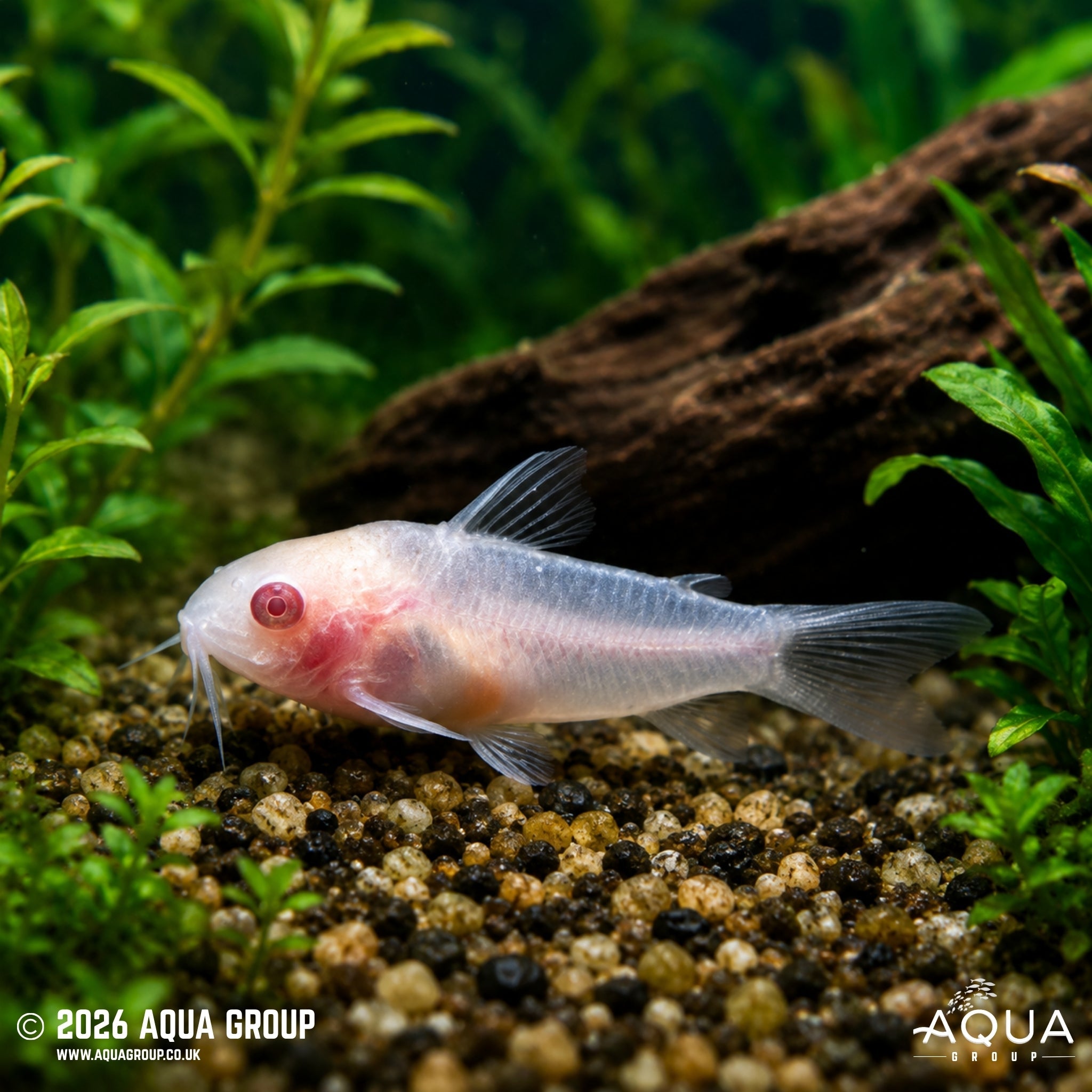 Albino Pygmy Cory (Corydoras pygmaeus)