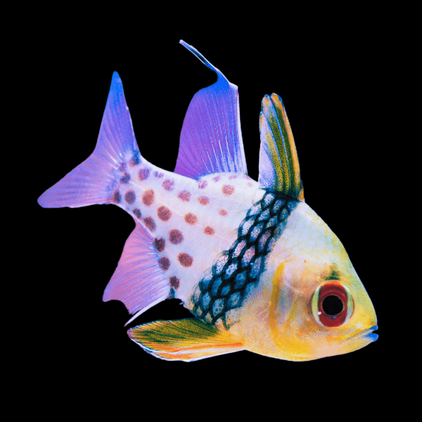 Pyjama Cardinal Sphaeramia Nematoptera - Real Aquatics