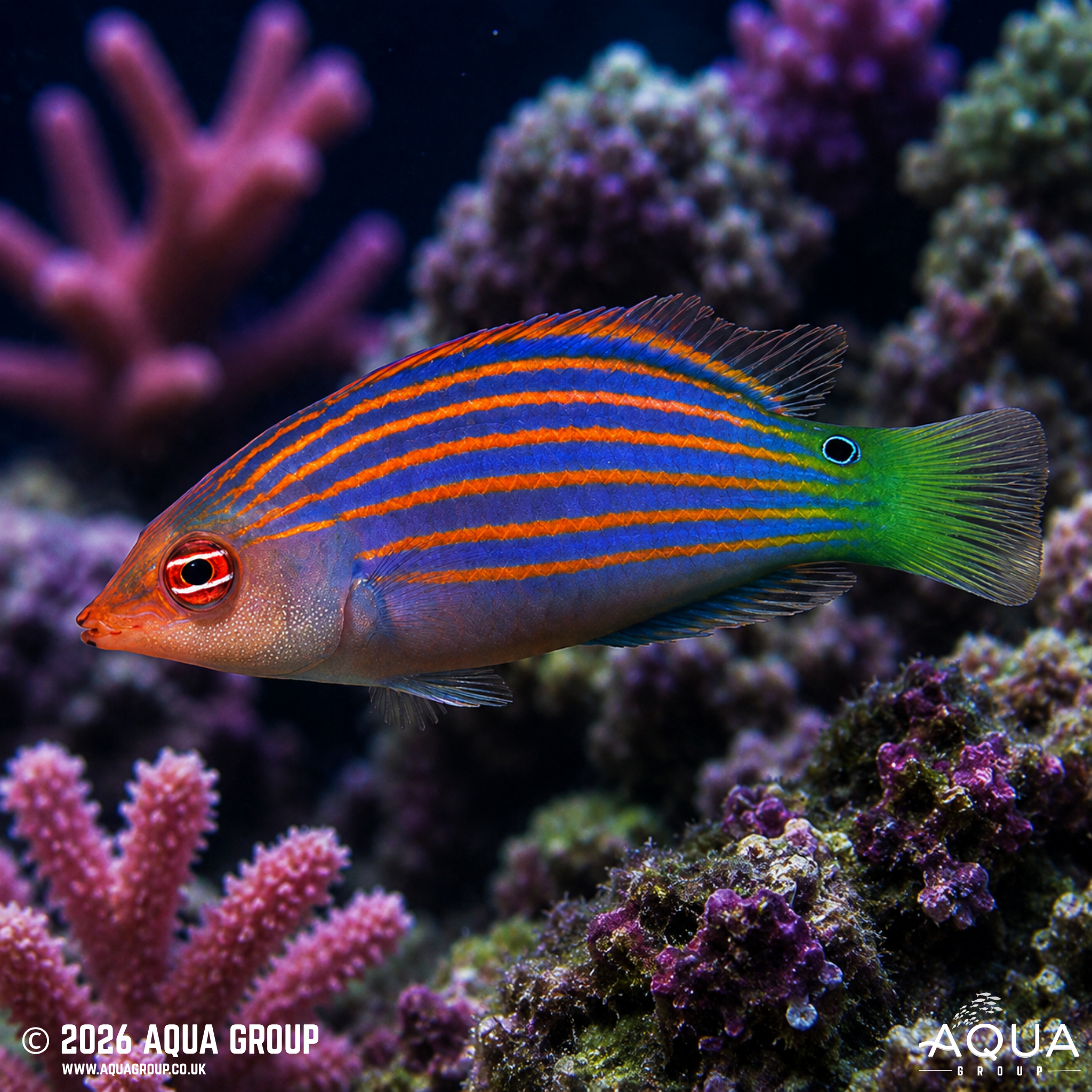 Six Line Wrasse (Pseudocheilinus hexataenia)