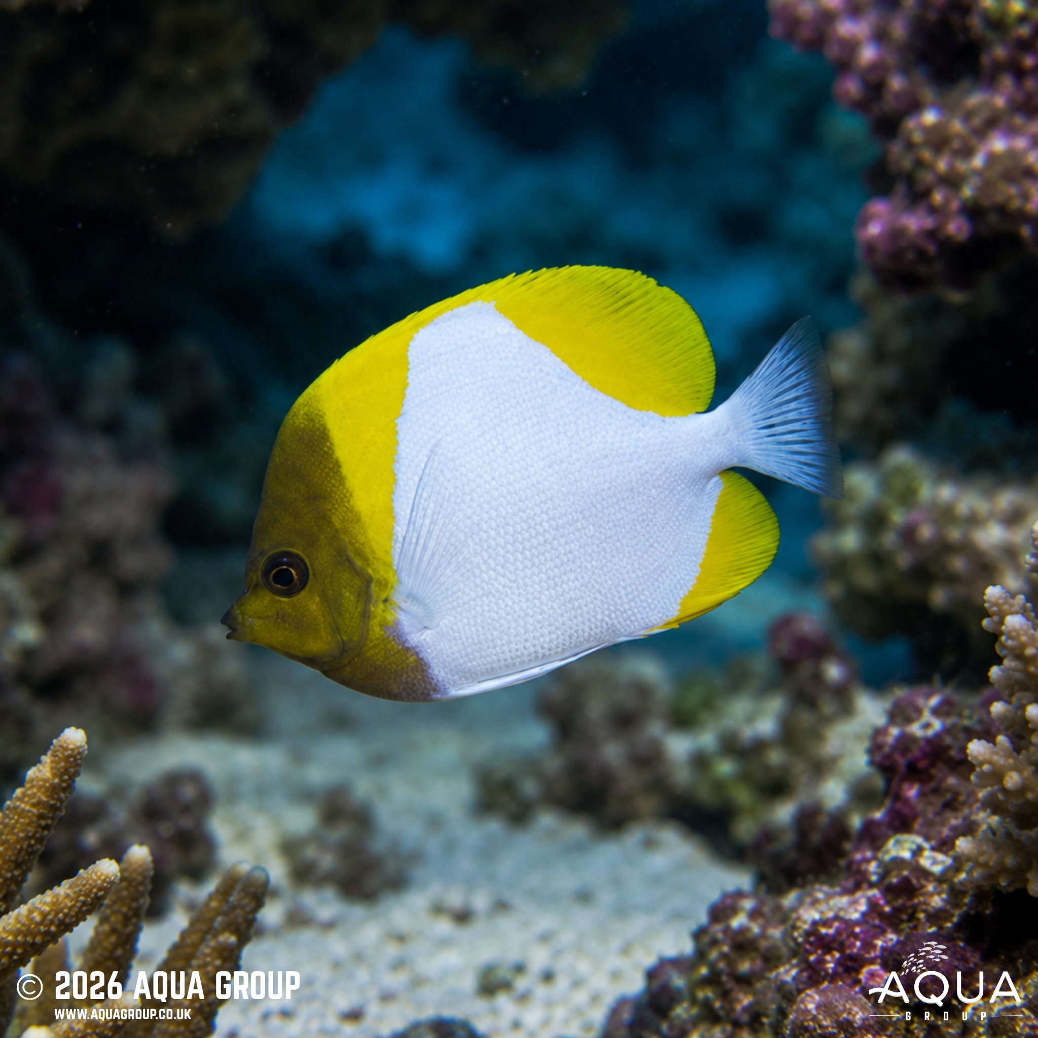 Pyramid Butterflyfish (Hemitaurichthys polylepis)