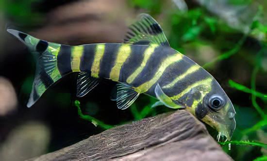 Queen Bengal Dario Loach Botia Dario 5cm - Real Aquatics