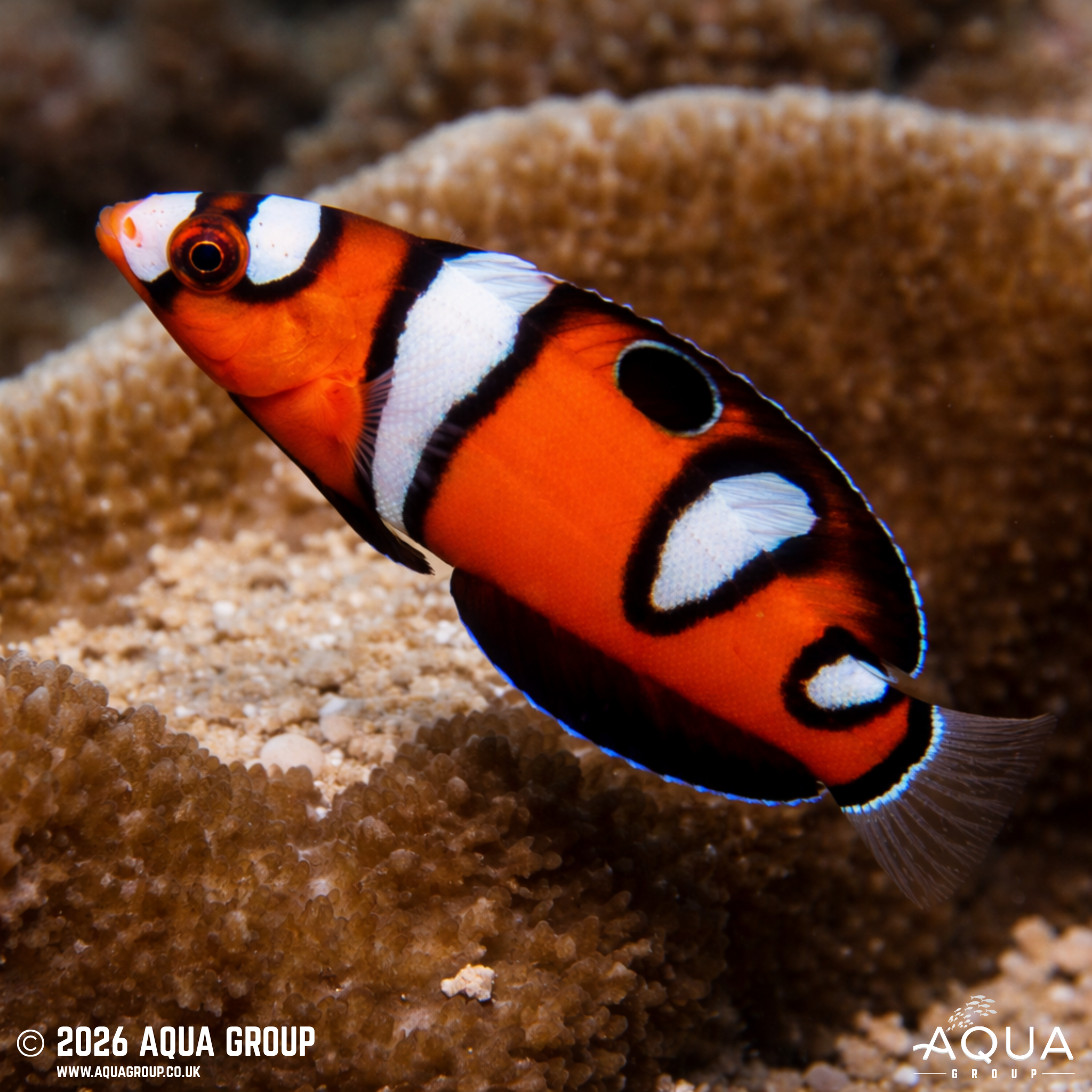 Queen Coris (Coris formosa)