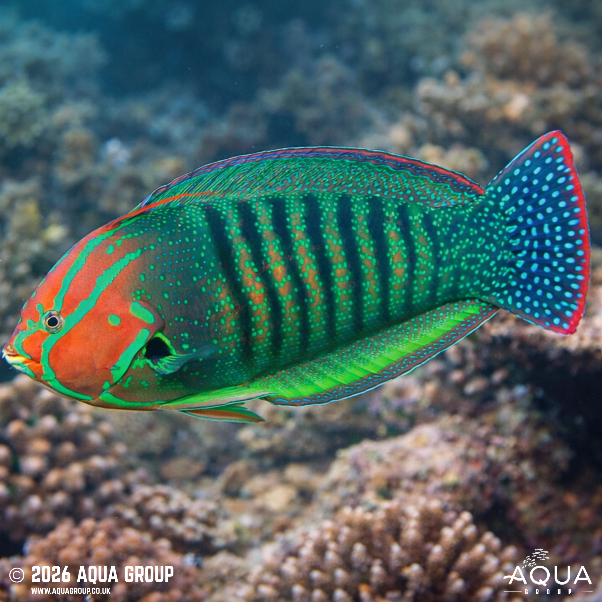 Queen Coris (Coris formosa)