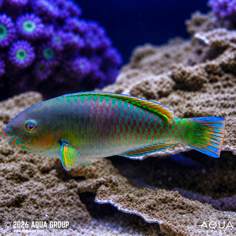 Marine Parrot Wrasse