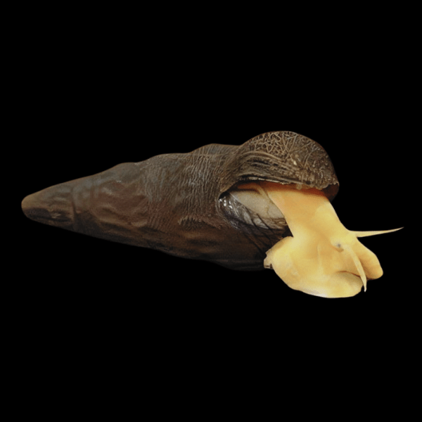 Rabbit Snail Tylomelania 5cm - Real Aquatics