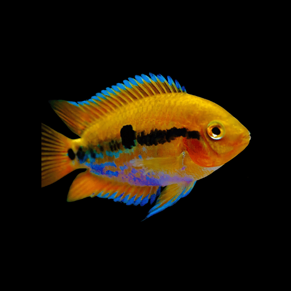 Rainbow Cichlid Herotilapia Multispinosa 5cm - Real Aquatics