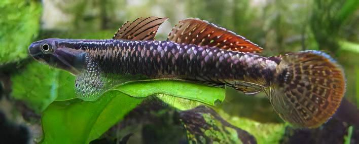 Rainbow Goby Stiphodon Ornatus 3cm - Real Aquatics