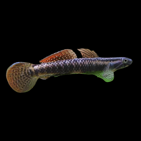 Rainbow Goby Stiphodon Ornatus 3cm - Real Aquatics