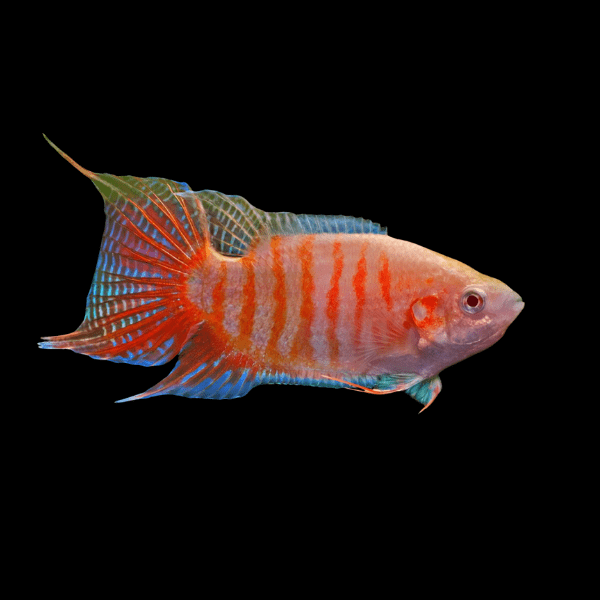 Rainbow Paradise Fish Macropodus Opercularis 4cm - Real Aquatics