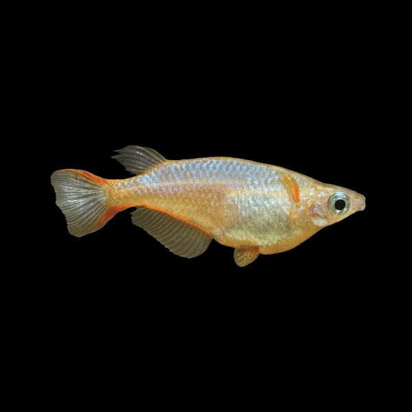 Rainbow Rice Fish Tetra Oryzias Woworae 3cm - Real Aquatics