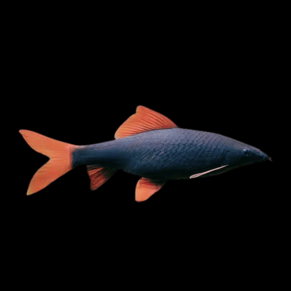 Rainbow Shark Epalzeorhynchos Frenatum 5cm - Real Aquatics