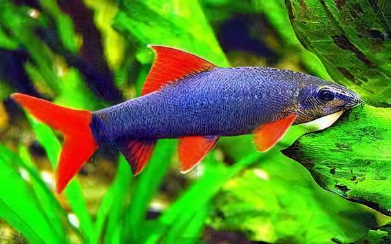 Rainbow Shark Epalzeorhynchos Frenatum 5cm - Real Aquatics