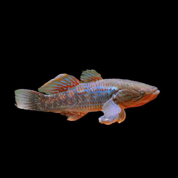 Rainbow Snakehead Gudgeon Giuris Margaritacea 10cm - Real Aquatics