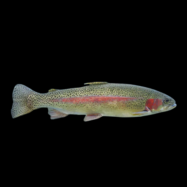 Rainbow Trout Oncorhynchus Mykiss 15cm - Real Aquatics