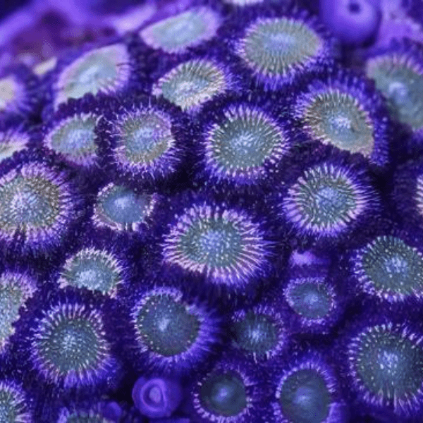 Rainbow Zoa Soft Coral Frag Zoanthus Sp - Real Aquatics