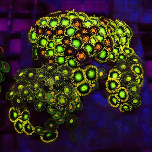 Rainbow Zoa Soft Coral Frag Zoanthus Sp - Real Aquatics