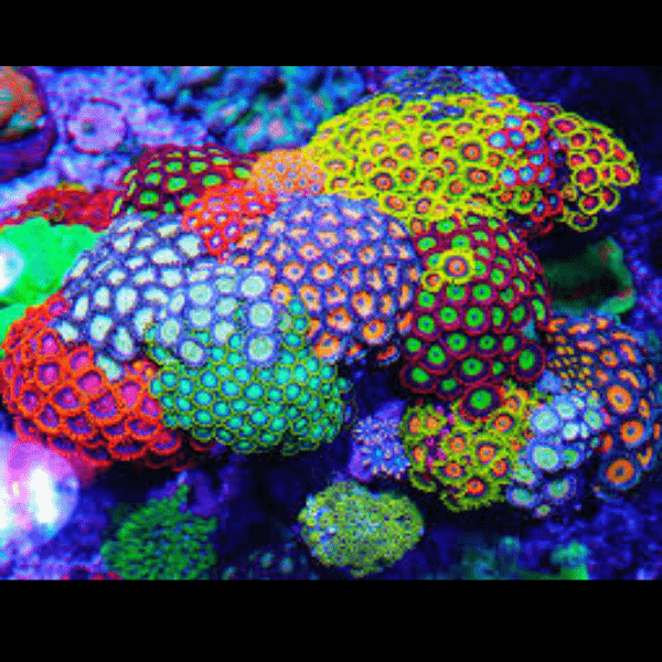 Rainbow Zoa Soft Coral Frag Zoanthus Sp - Real Aquatics