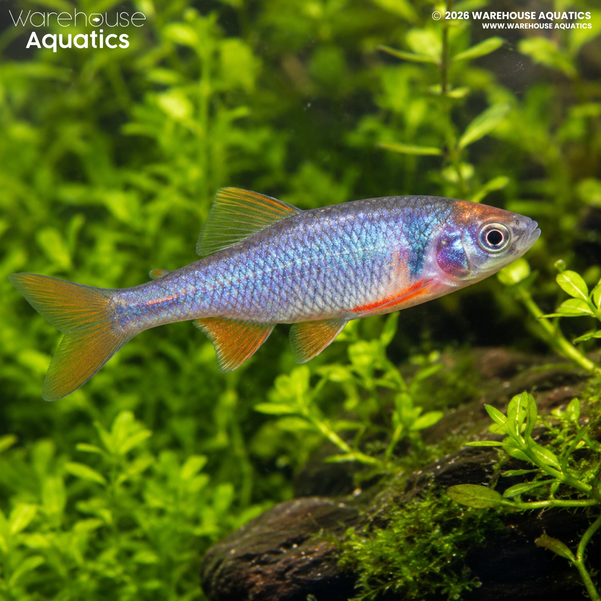 Rainbow Dace (Cyprinella lutrensis)