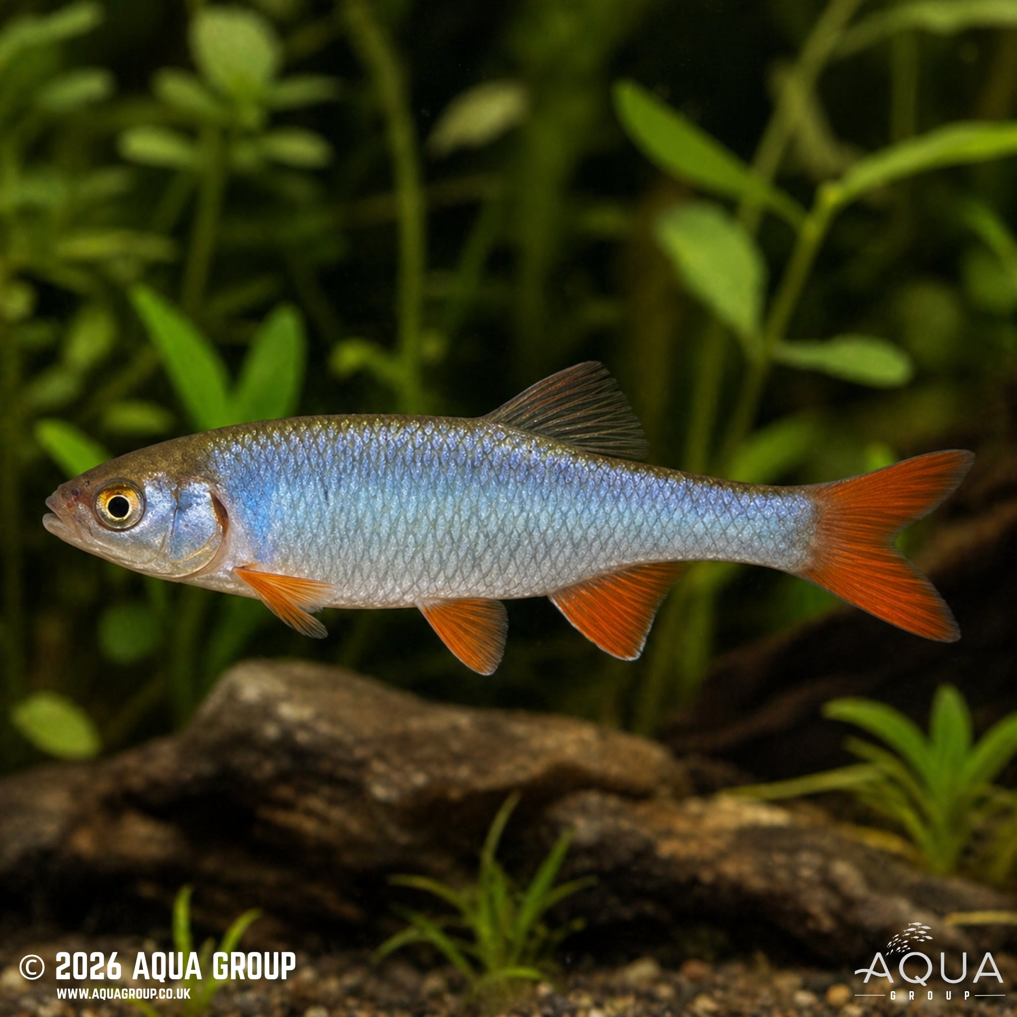 Rainbow Dace (Cyprinella lutrensis)