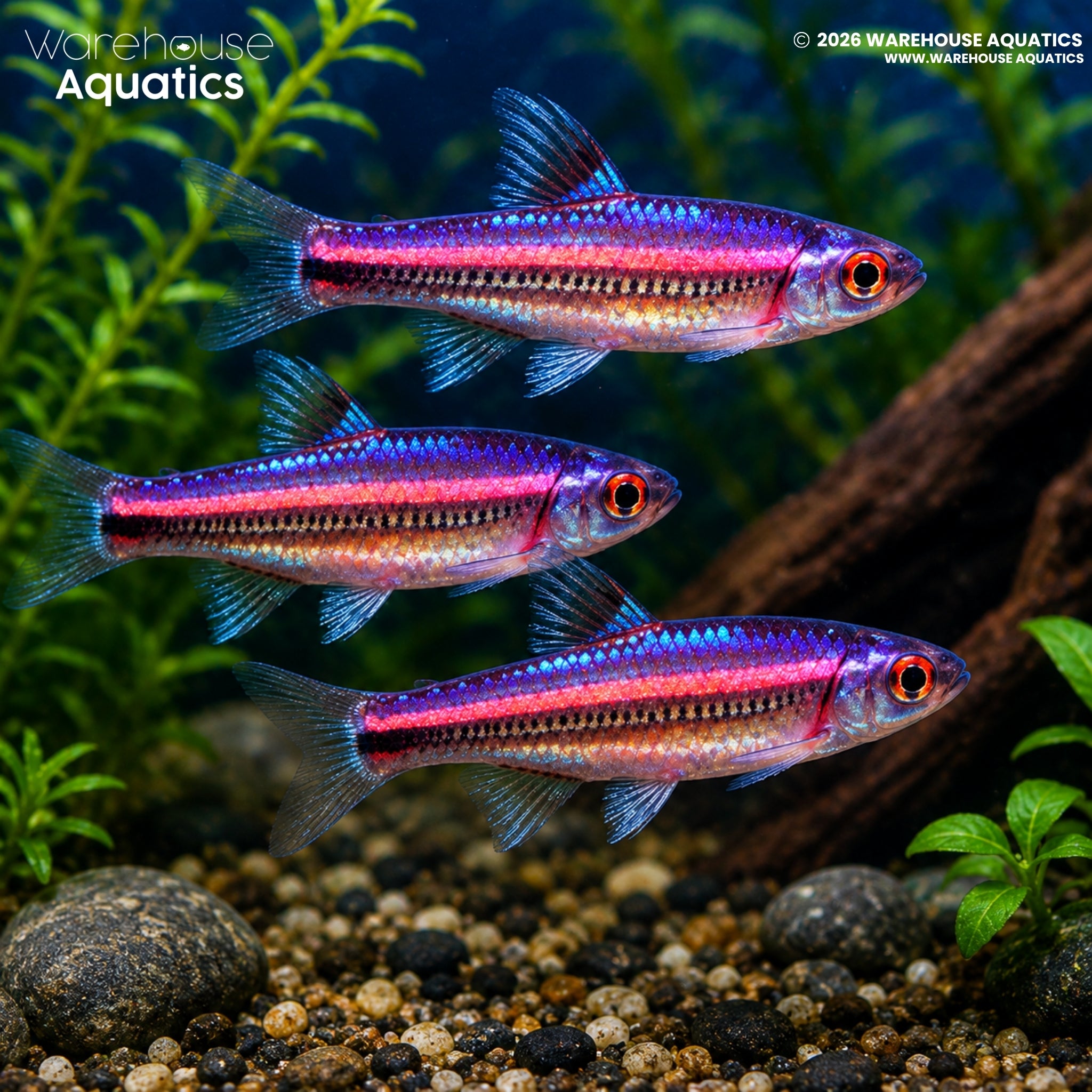 Rainbow Shiner (Hydrophlox chrosomus)