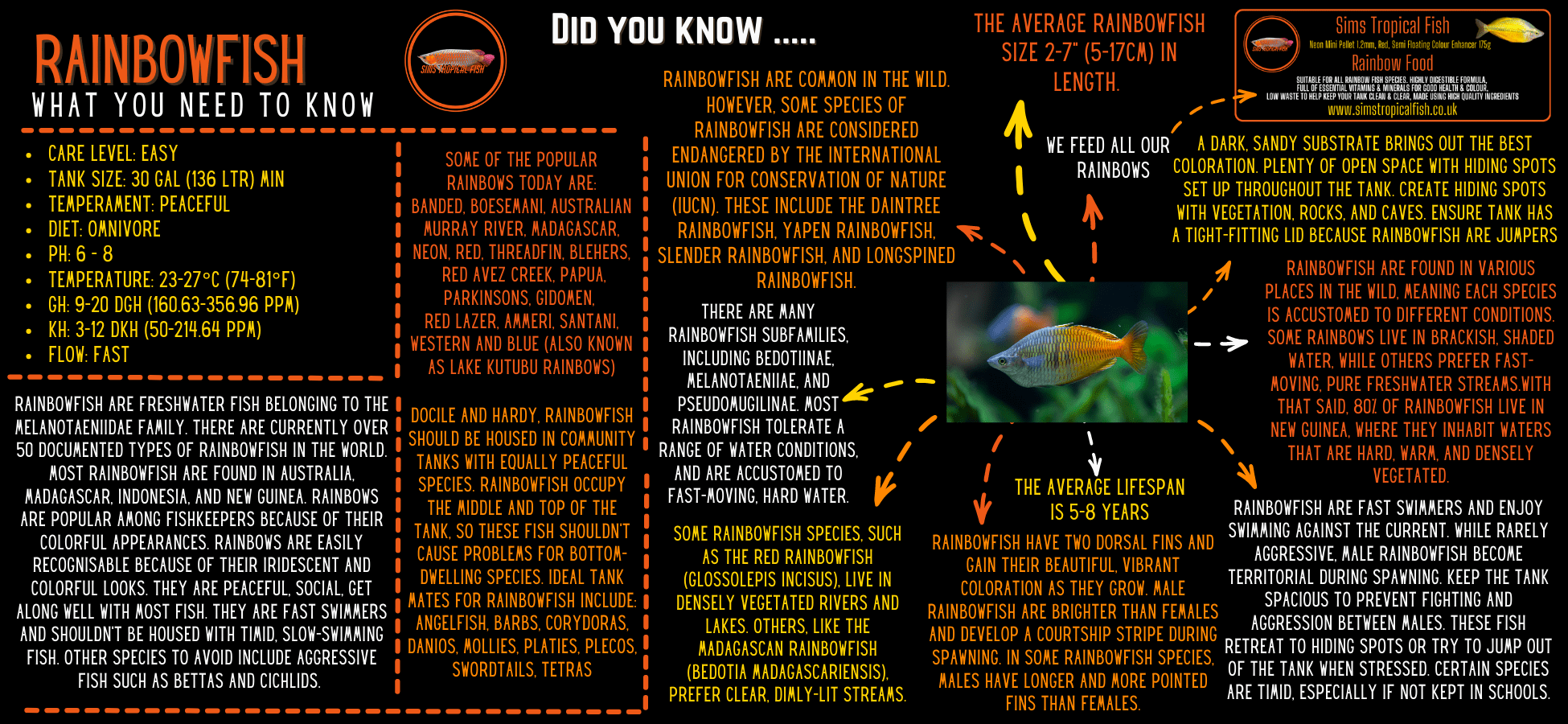 Gidomen Rainbow Fish Melanotaenia Gidomen 5cm - Real Aquatics
