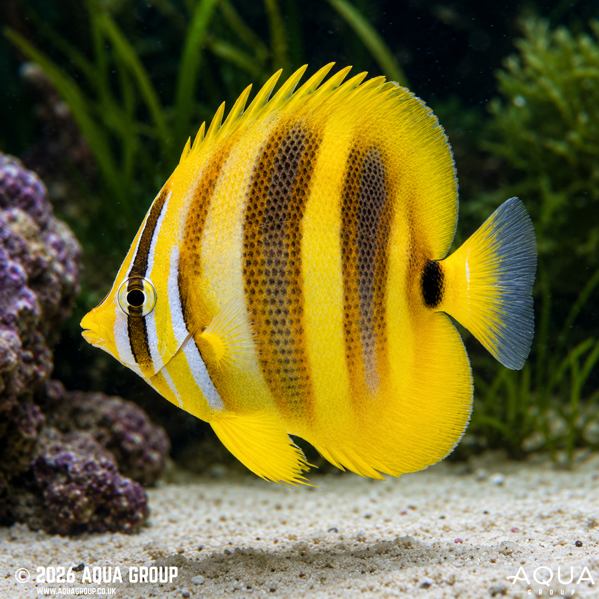 Rainford's Butterflyfish (Chaetodon rainfordi)