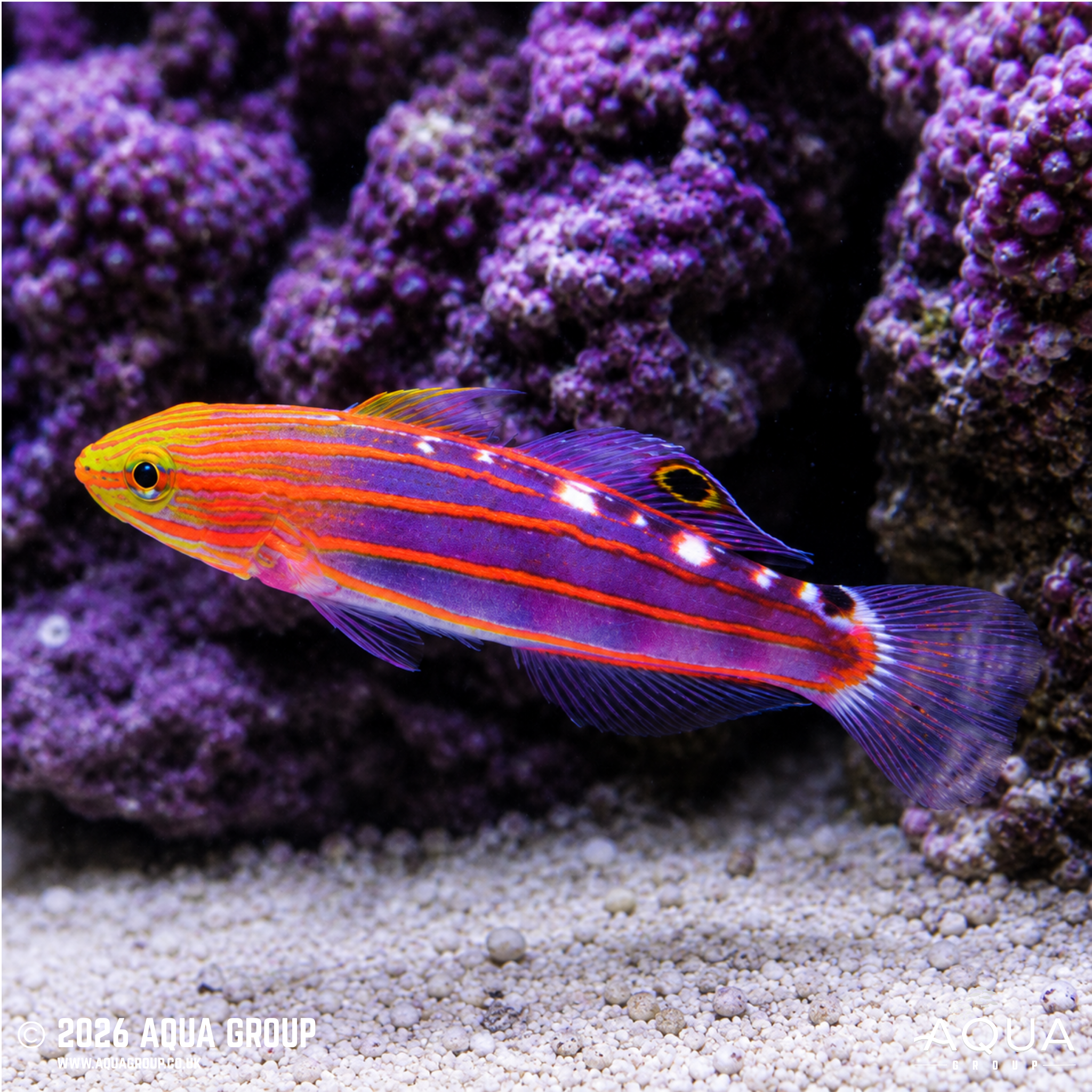 Rainford's Goby (Amblygobius rainfordi)
