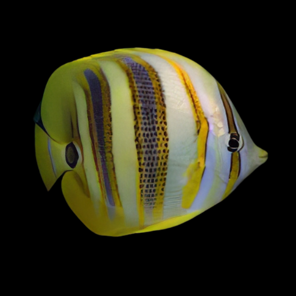 Rainford's Butterfly Fish Chaetodon Rainfordi - Real Aquatics