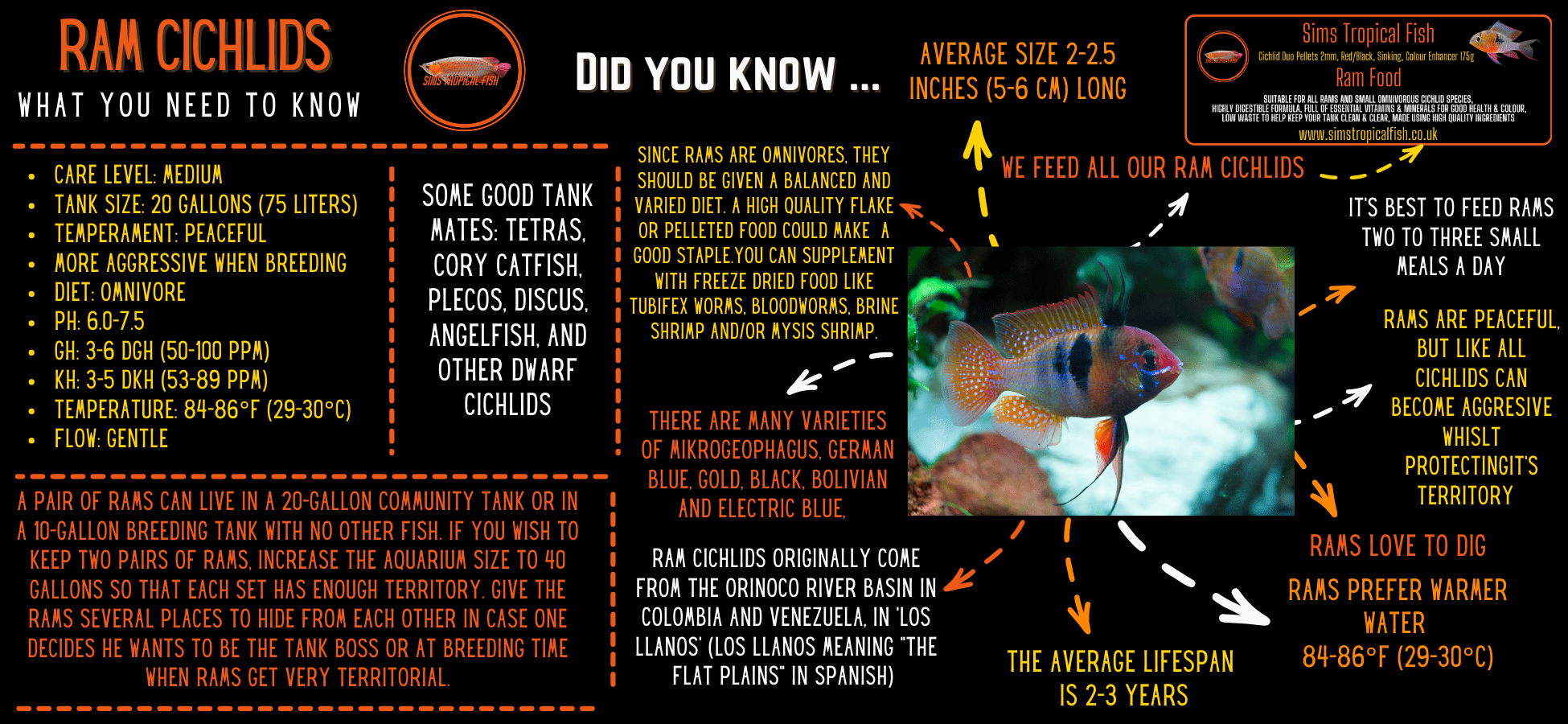 Black Ram Mikrogeophagus Ramirezi 3cm - Real Aquatics