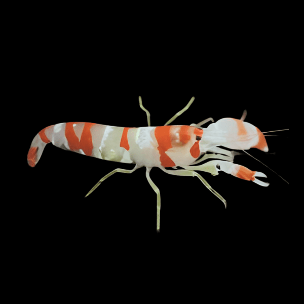 Randalls Pistol Shrimp Alpheus Randalli - Real Aquatics