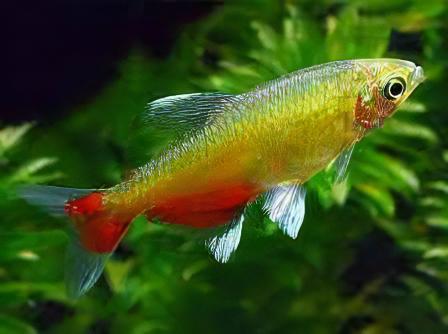 Rathbuni Tetra Red Flank Bloodfin Aphyocharax Rathbuni 2cm - Real Aquatics