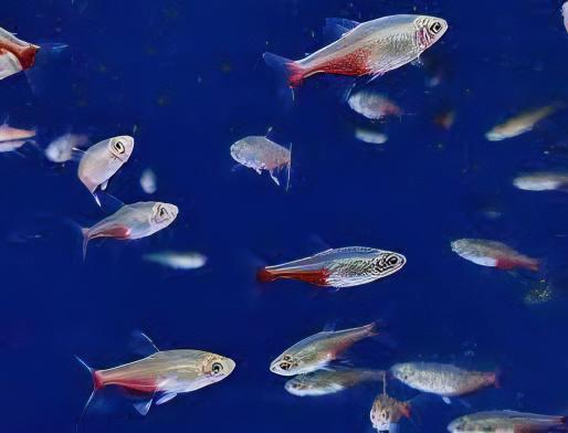 Rathbuni Tetra Red Flank Bloodfin Aphyocharax Rathbuni 2cm - Real Aquatics