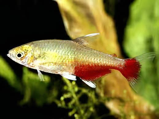 Rathbuni Tetra Red Flank Bloodfin Aphyocharax Rathbuni 2cm - Real Aquatics