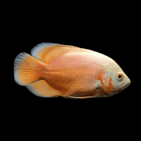 Red Albino Oscar High Grade Astronotus Ocellatus 12cm - Real Aquatics