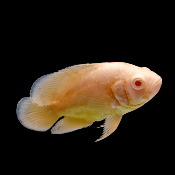 Red Albino Oscar Astronotus Ocellatus - Real Aquatics