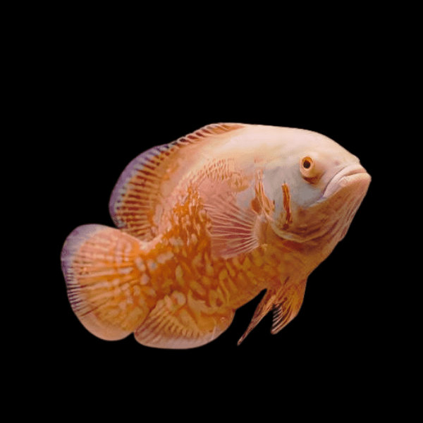 Red Albino Tiger Oscar High Grade Astronotus Ocellatus 12cm - Real Aquatics