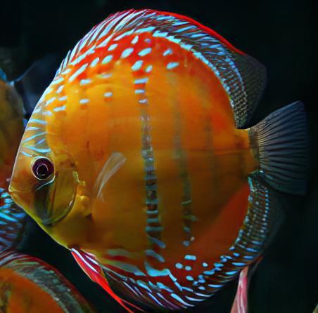 Red Alenquer Discus - Real Aquatics