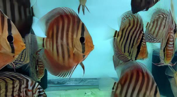 Red Alenquer Discus - Real Aquatics