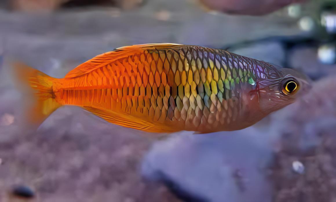 Red Avez Creek Rainbow Fish Melanotaenia Boesmani 5cm - Real Aquatics