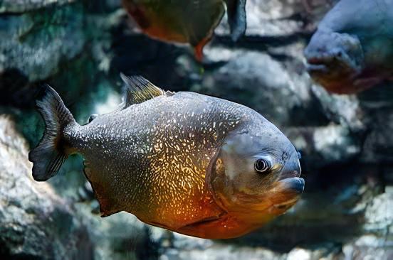 Red Bellied Piranha Serrasalmus Nattereri - Real Aquatics