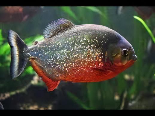 Red Bellied Piranha Serrasalmus Nattereri - Real Aquatics