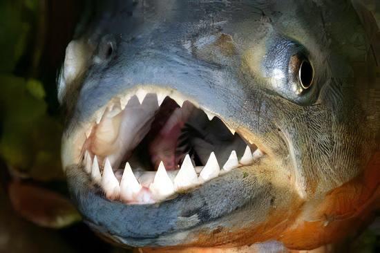 Red Bellied Piranha Serrasalmus Nattereri - Real Aquatics