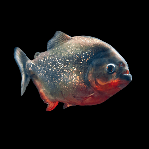 Piranha