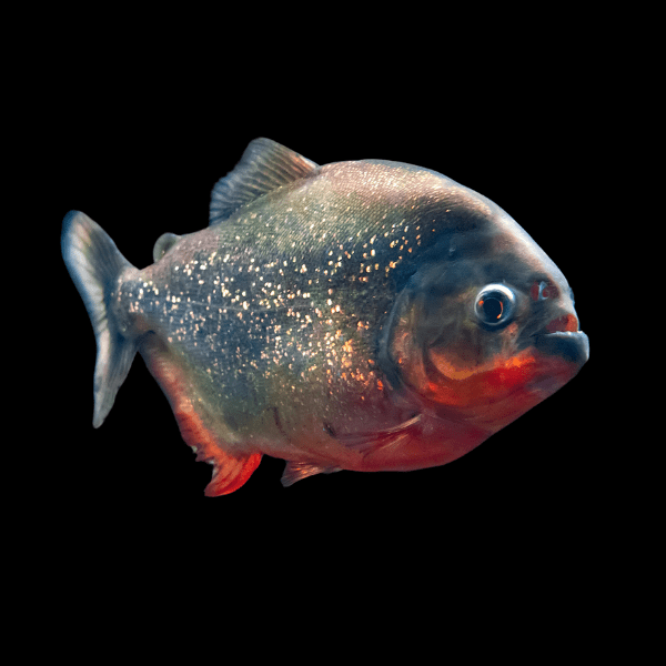Red Bellied Piranha Serrasalmus Nattereri - Real Aquatics