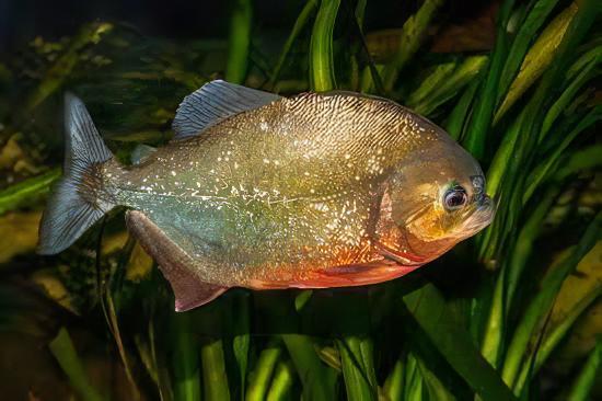 Red Bellied Piranha Serrasalmus Nattereri - Real Aquatics