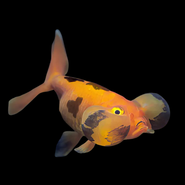 Red and Black Bubble Eye Goldfish - Real Aquatics